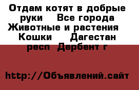 Отдам котят в добрые руки. - Все города Животные и растения » Кошки   . Дагестан респ.,Дербент г.